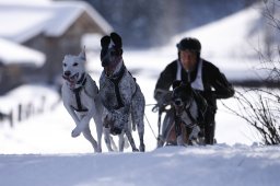 Lenk 2013